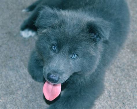 Black German Shepherd Wolf Mix Puppies