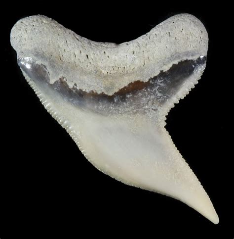 Fossil Tiger Shark Tooth - Lee Creek (Aurora), NC (#47662) For Sale ...