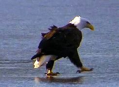 Eagle GIF - Find & Share on GIPHY