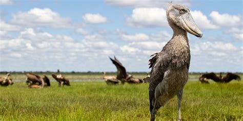 Biggest Birds In The World: The 15 Largest Bird Species ️ (2023)