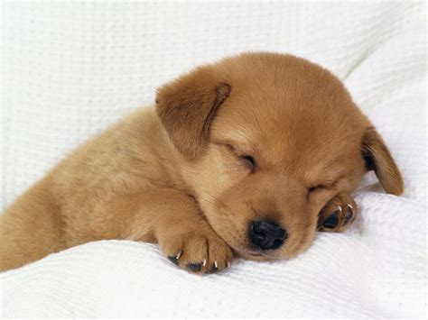 Edge Of The Plank: Cute Animals: Puppies