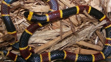 Photo guide to the six venomous snakes in Florida | wtsp.com