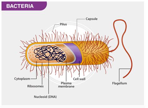 What does a bacterial capsule do?