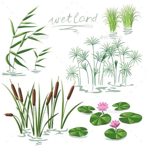 Wetland Plants Set | Vector EPS, CS5