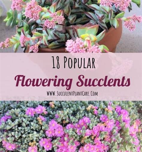 Succulent With Tall Pink Flowers - Best Succulent Ideas