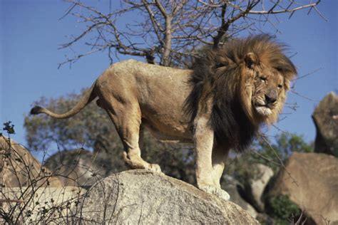 Information about the African Lion