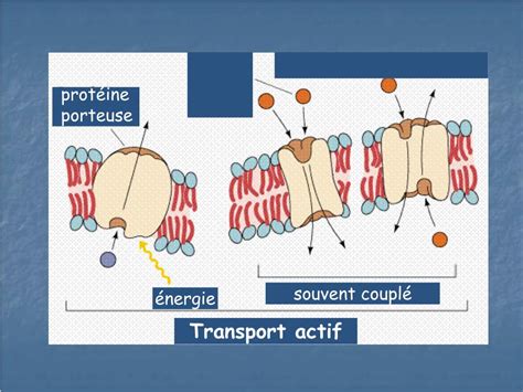 PPT - Membrane Plasmique, l’Homéostasie, et le Transport Cellulaire ...