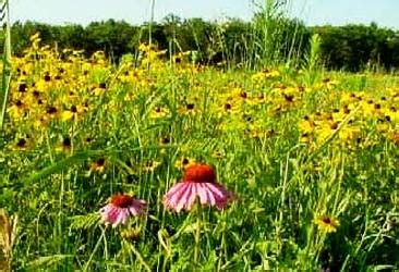 CAST: Time Travel in the Prairie Grass