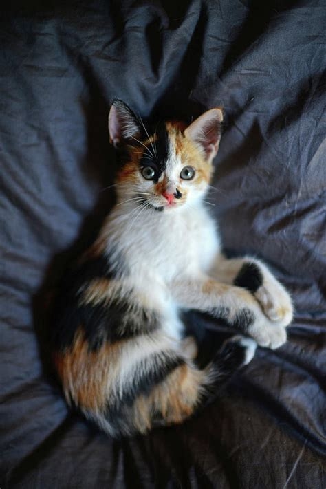 Calico Kitten Photograph by Nano Calvo - Pixels