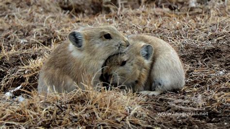 Plateau Pika Plateau pikas are considered to be a keystone species as they play a role in ...