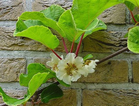 Actinidia chinensis (Chinese Gooseberry, Golden Kiwi, Kiwi, Kiwi Fruit) | North Carolina ...