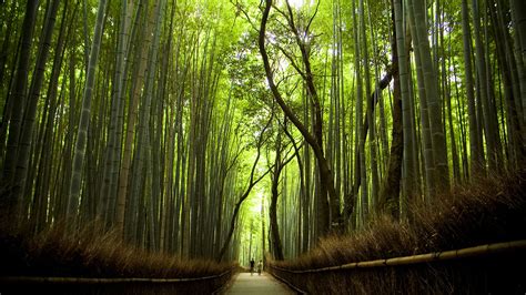 Sagano Bamboo Forest – Japan – World for Travel