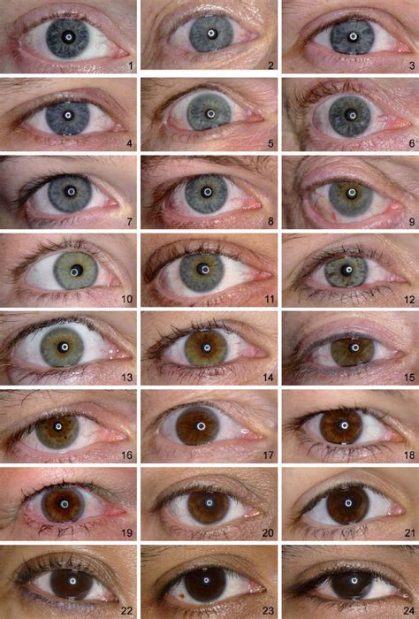 Spectrum of eye color Face Drawing Reference, Figure Reference, Body Reference, Anatomy ...