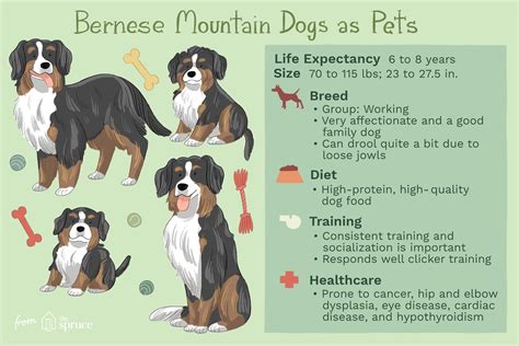 Bernese Mountain Dog (Berner): Characteristics & Care