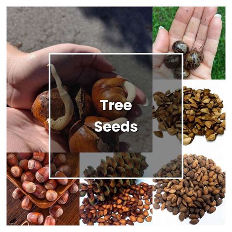 How to Grow Tree Seeds - Plant Care & Tips | NorwichGardener