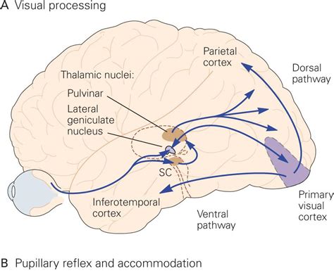 The Constructive Nature of Visual Processing | Neupsy Key