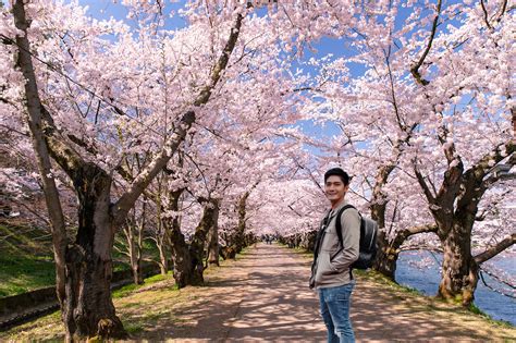 Japan Season Cherry Blossom Tree | Hot Sex Picture