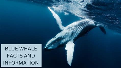 Blue Whale Facts | Anatomy, Diet, Migration and Reproduction