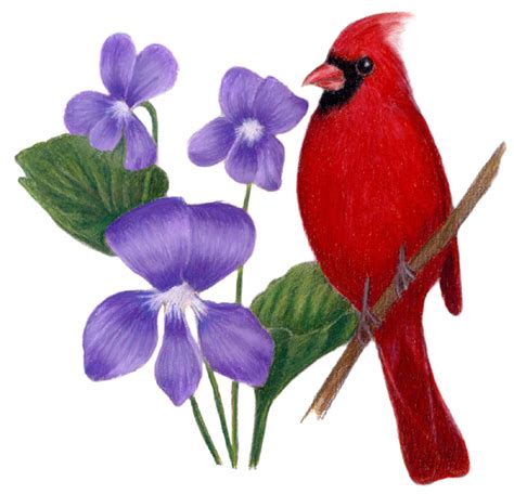 Illinois State Bird and Flower: Cardinal / Cardinalis cardinalis | Purple Violet / Viola sororia