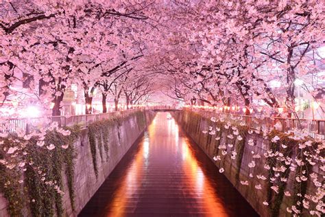 Pink flowering trees, Japan, architecture, cherry blossom HD wallpaper ...