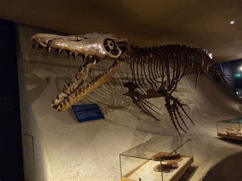 Fantastic mosasaurus' skeleton in maastricht - A Trip to the Museum - The Fossil Forum