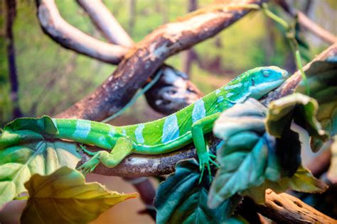 "Fiji Banded Iguana" Images – Browse 357 Stock Photos, Vectors, and Video | Adobe Stock