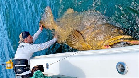 MASSIVE 500+lb Goliath Grouper!