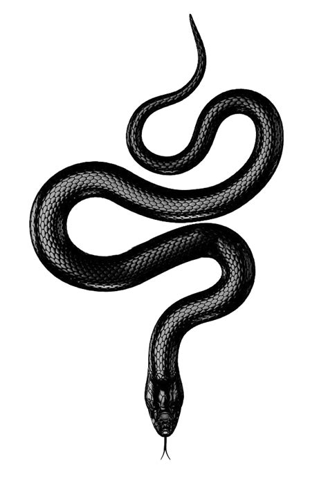 Black snake tattoo – Artofit