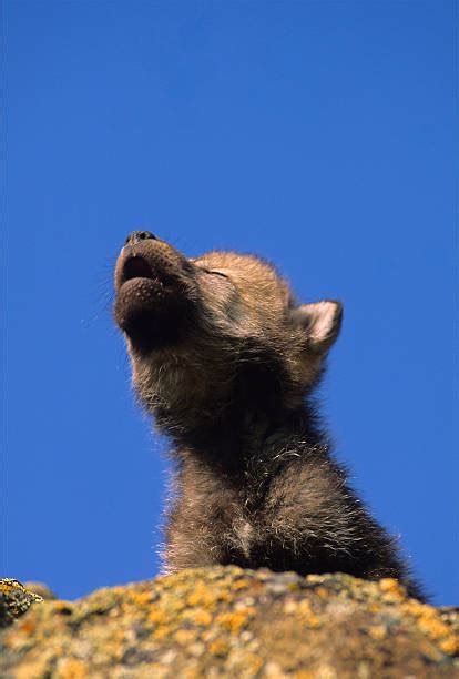 Puppy Howling Stock Photos, Pictures & Royalty-Free Images - iStock