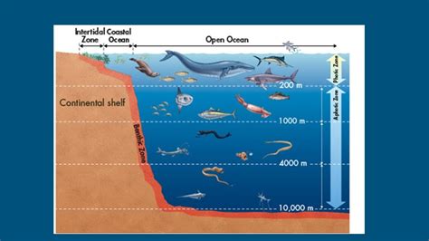 Marine Ecosystems Diagram | Quizlet