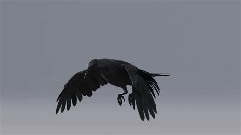 3D Crow Animated — Missset