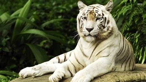 White Tiger Wallpapers - Wallpaper Cave