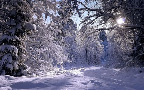 Winter Forest Wallpaper - WallpaperSafari