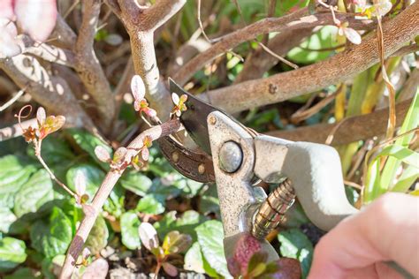 How To Care For Azalea Bushes | Home and Garden Reference