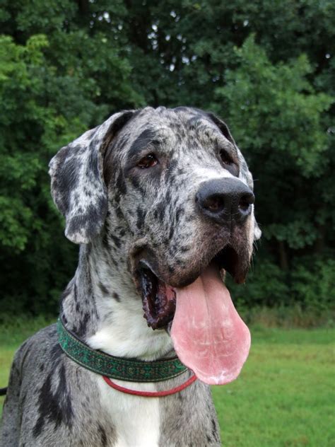 Great Dane Colors - Hello Danes