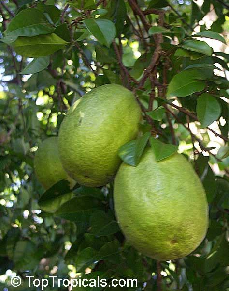 Citrus bergamia, Bergamot orange - TopTropicals.com