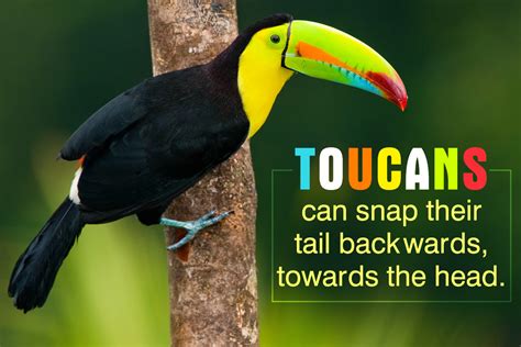 Undeniably Interesting Facts About the Colorful Toucan - Bird Eden