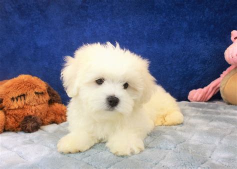 Malti Poo Puppies For Sale - Long Island Puppies