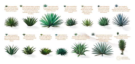 Agave Conversion Chart