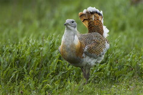 Great Bustard | BirdNote