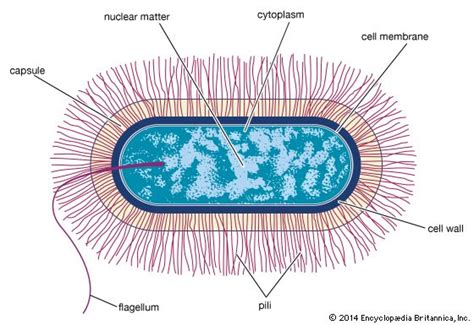 Bacillus | bacteria | Britannica.com