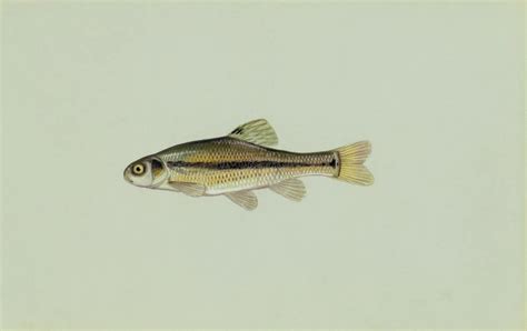 Fathead minnow - Facts, Diet, Habitat & Pictures on Animalia.bio