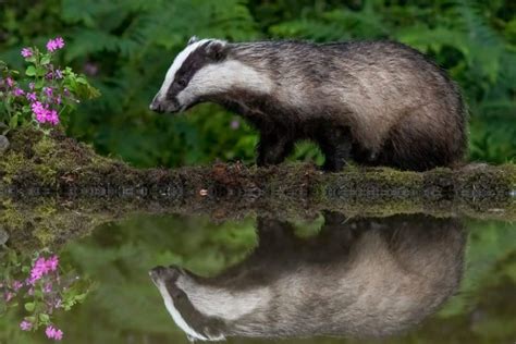 Where Do Badgers Live? - Exploring the badger Habitat