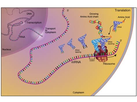 Fact Sheet: DNA-RNA-Protein – microBEnet: the microbiology of the Built ...