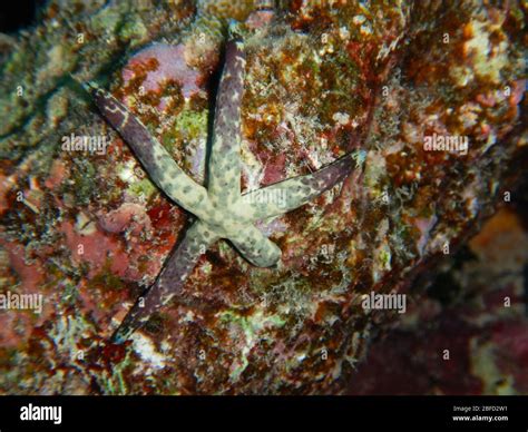 Coral Reef Ecosystem Stock Photo - Alamy