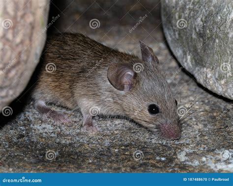 House Mouse Feeding in Urban House Garden. Stock Photo - Image of healthy, excrement: 187488670