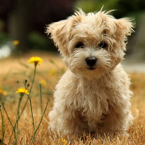 Puppy Dog Breeds Pictures