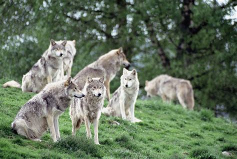 a group of wolves - Image Abyss