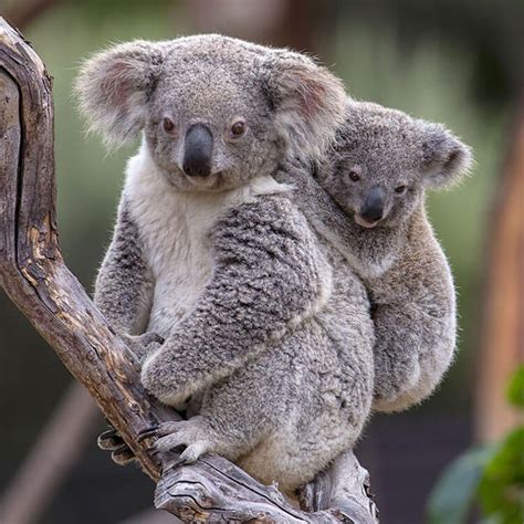 Unique species of animals in australia | Animal Big