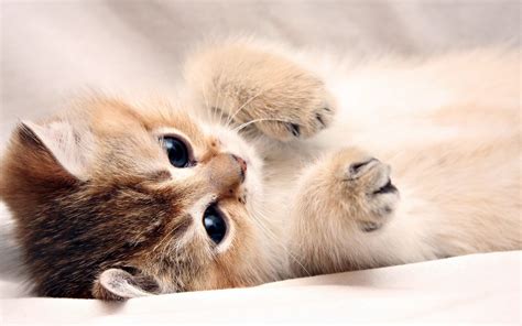 Baby Cats Wallpapers - Top Free Baby Cats Backgrounds - WallpaperAccess